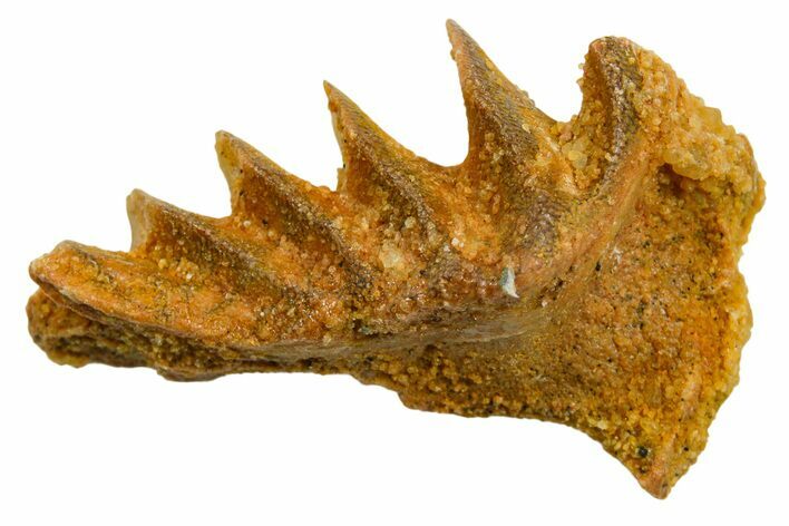 Cretaceous Lungfish (Ceratodus) Tooth Plate - Morocco #366739